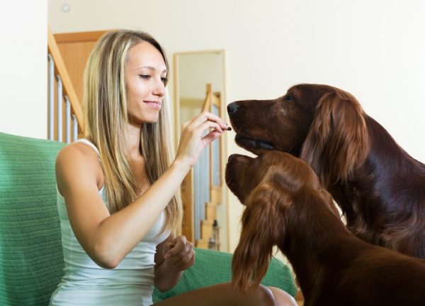 Pet Behavior Improvement Practices
